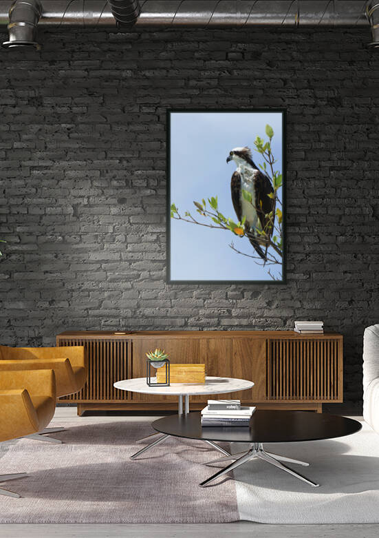 osprey profiled away 4339 by Dan Sheridan Photography
