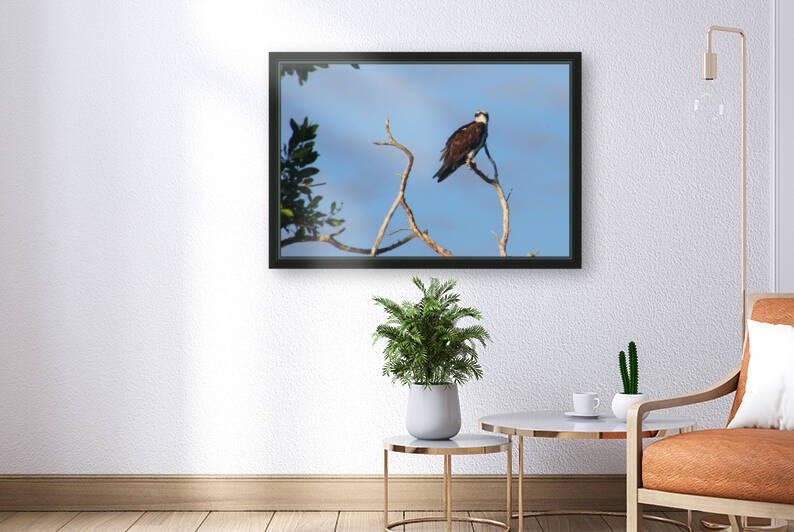 osprey treetop looking back 8756 by Dan Sheridan Photography