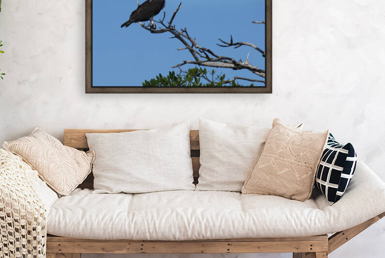 osprey in tree 7521 by Dan Sheridan Photography