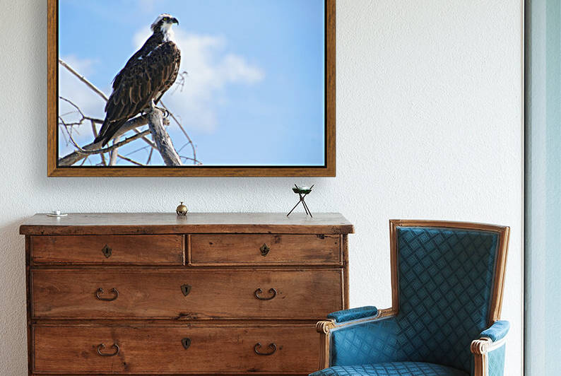 osprey profile 1170 by Dan Sheridan Photography