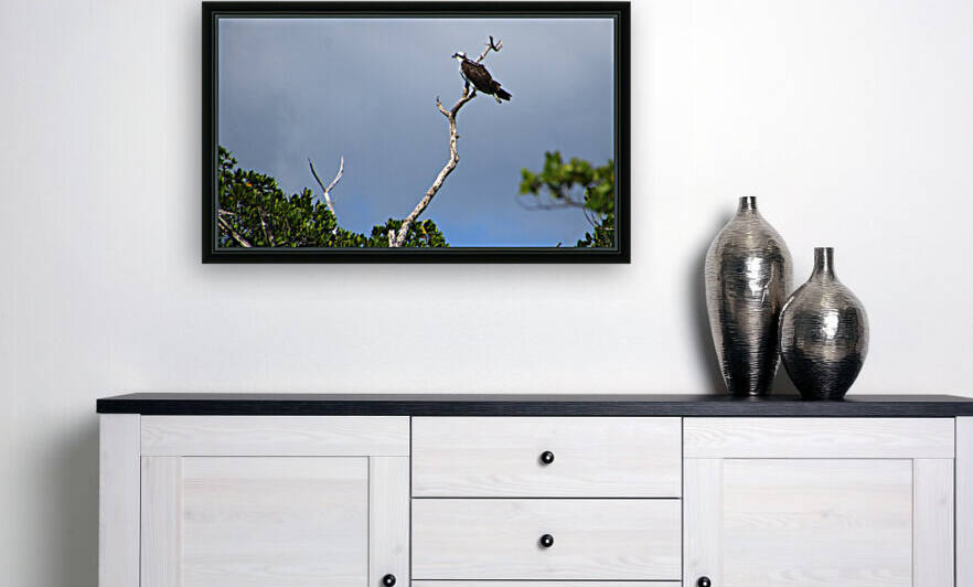 osprey on dead branch 9167 by Dan Sheridan Photography