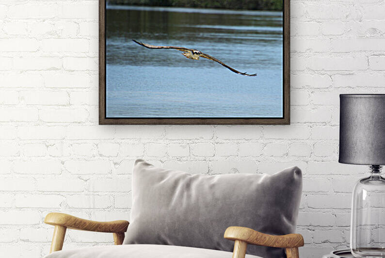 osprey in flight 3085 by Dan Sheridan Photography