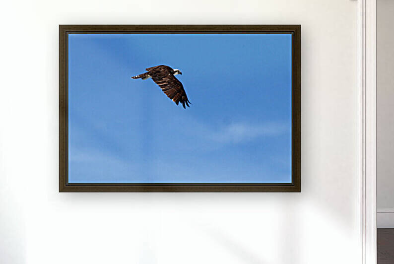 osprey in flight wings down 4416 by Dan Sheridan Photography
