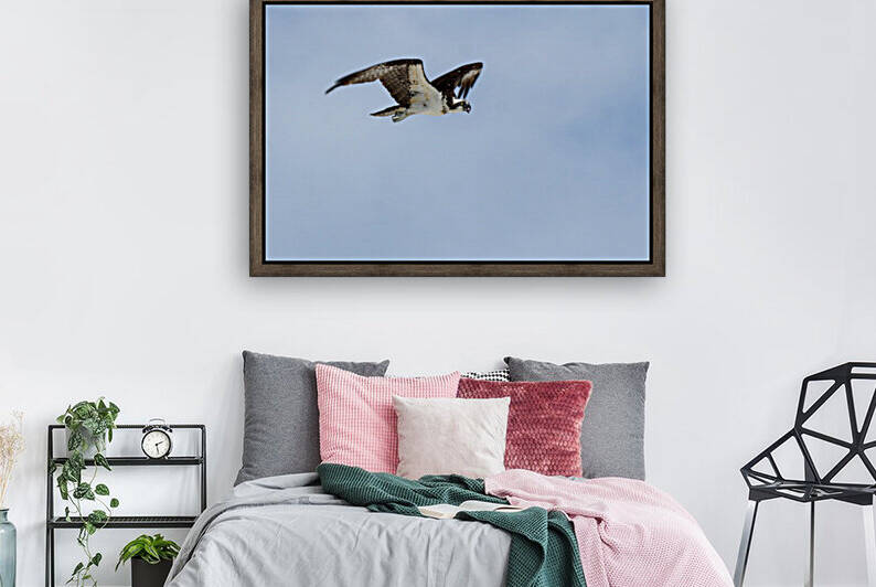 osprey in front of cloudy sky 4445 by Dan Sheridan Photography