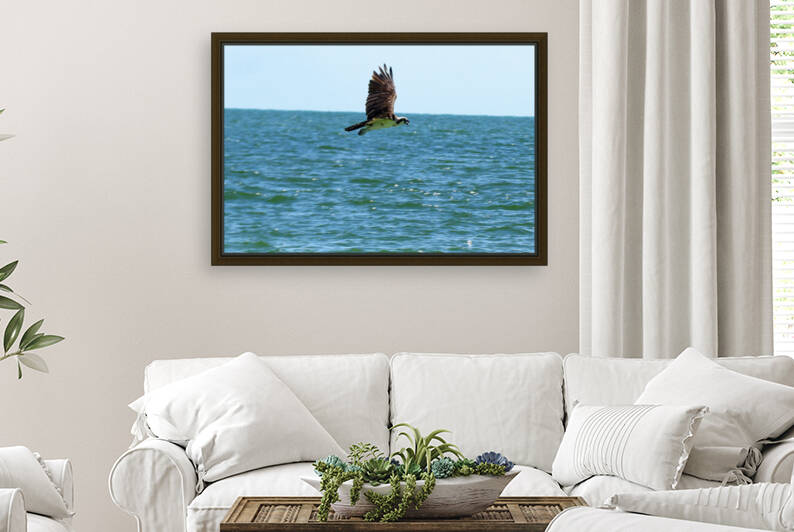 osprey over sea 4489 by Dan Sheridan Photography