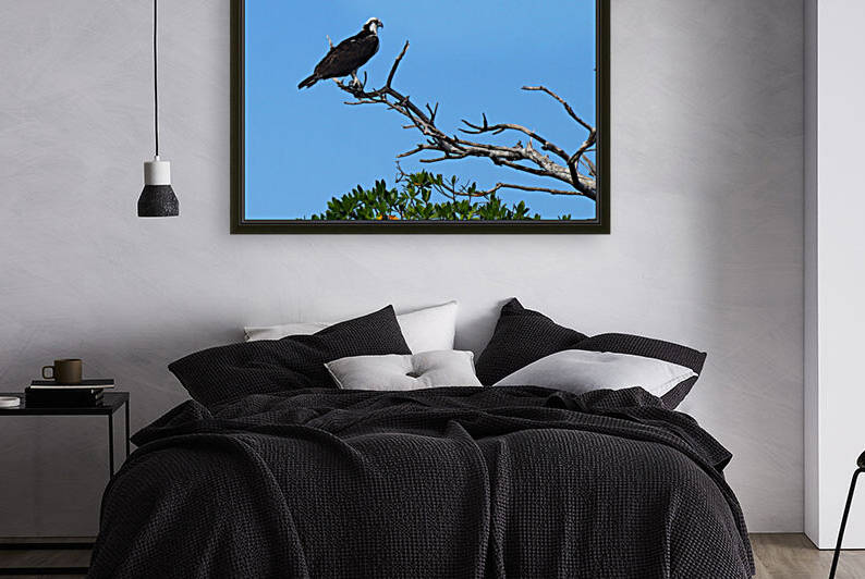 osprey in tree profile 7518 by Dan Sheridan Photography