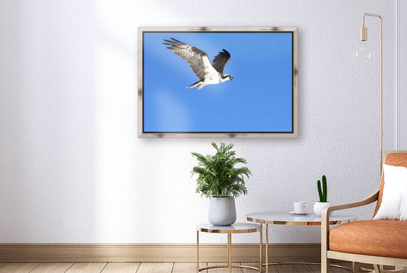 osprey wings up flight 4449 by Dan Sheridan Photography