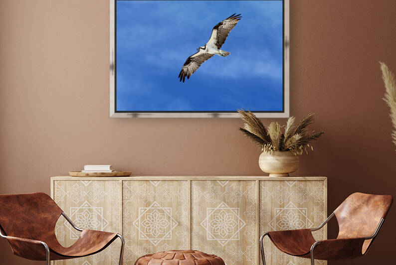 osprey in flight angled 4423 by Dan Sheridan Photography
