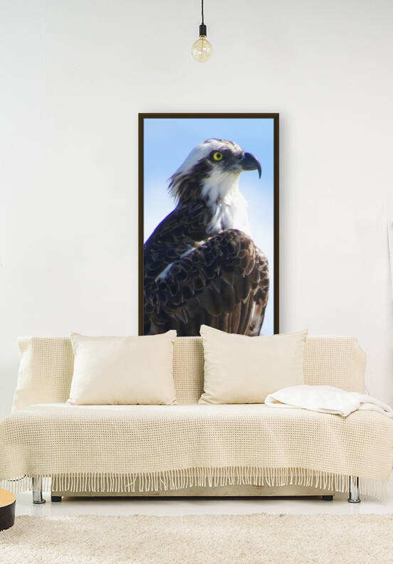 osprey profile crop 1170 1615150018.0289 by Dan Sheridan Photography