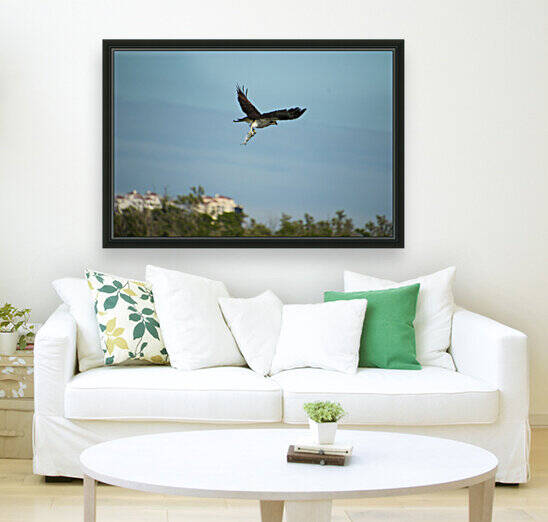 osprey flying with small snook above trees 8578 by Dan Sheridan Photography