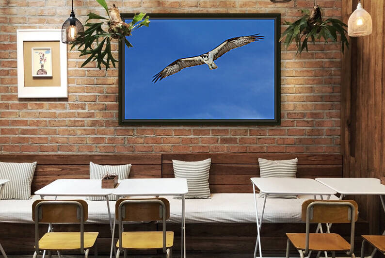 osprey in flight eyes on cam 4421 by Dan Sheridan Photography