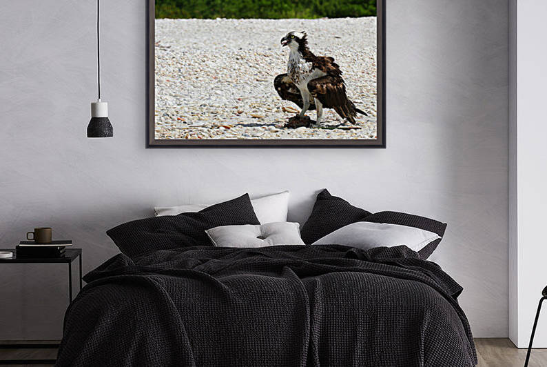 osprey on beach beak open 4473 by Dan Sheridan Photography
