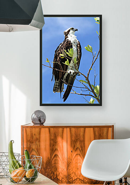 osprey looking up profile 4368 by Dan Sheridan Photography