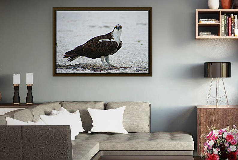 osprey on ground 0435 by Dan Sheridan Photography