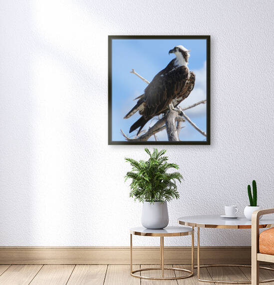 osprey looking over shoulder profile 1192 by Dan Sheridan Photography