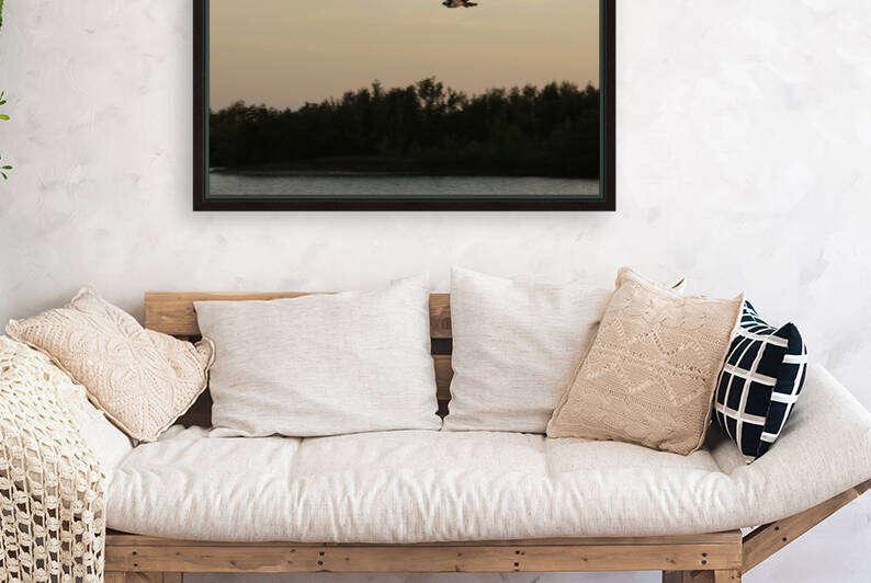 osprey in flight 2 9156 by Dan Sheridan Photography