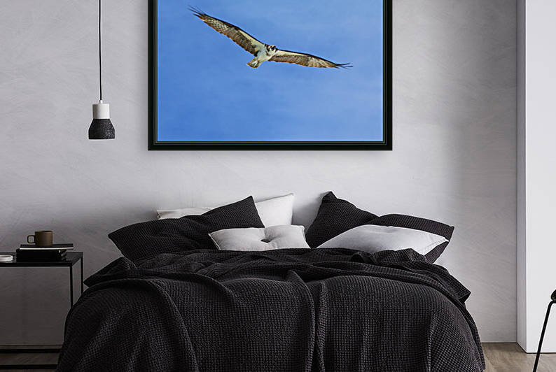 osprey overhead eyes on cam 4402 by Dan Sheridan Photography