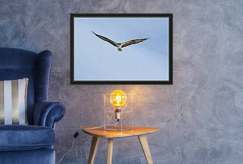 osprey in flight 4400 by Dan Sheridan Photography