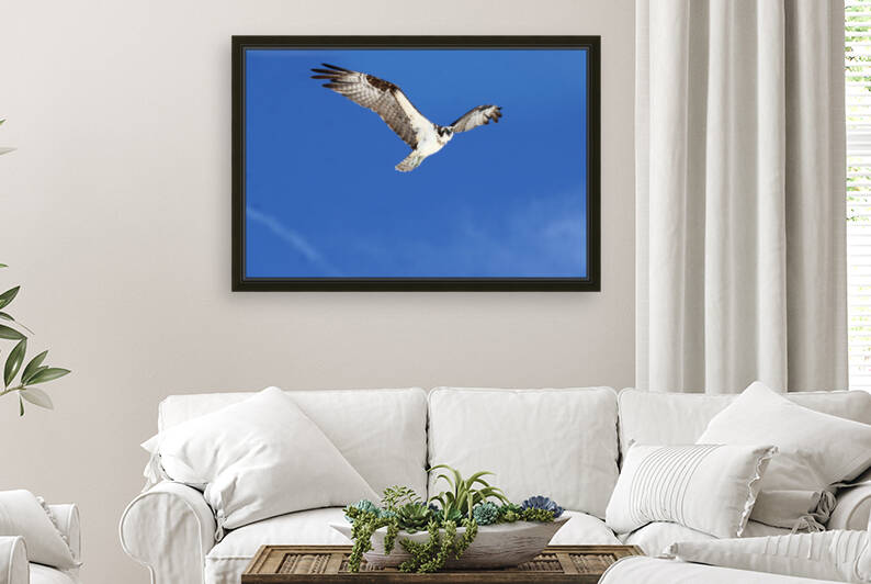 osprey high wings 4438 by Dan Sheridan Photography