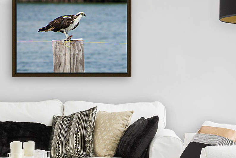 osprey on sign with meal 0571 by Dan Sheridan Photography