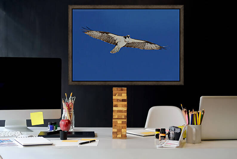 osprey wings flat out eys down 4439 by Dan Sheridan Photography