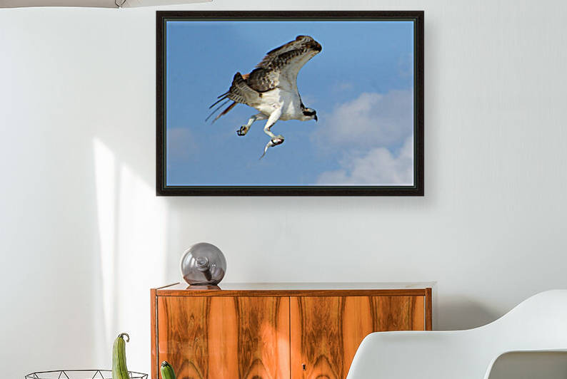 osprey overhead with fish 0542 by Dan Sheridan Photography