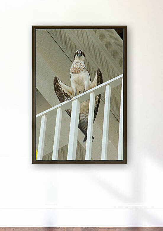 osprey omi 5th floor 2764 by Dan Sheridan Photography