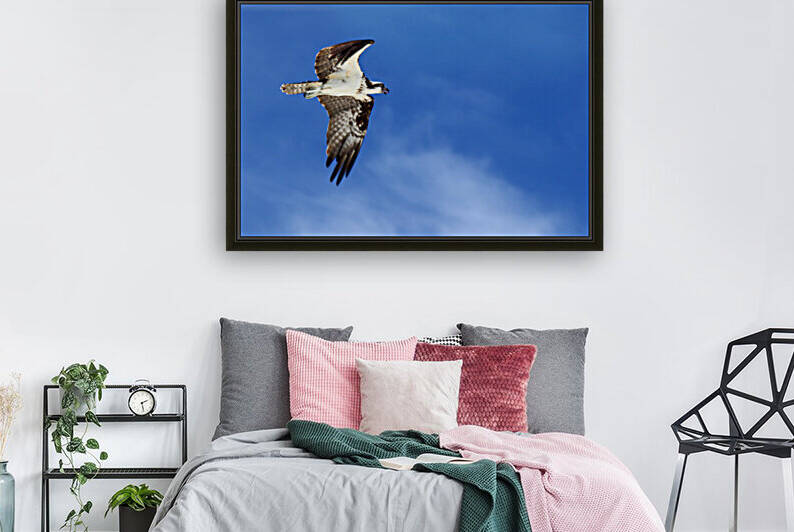 osprey tongue 4430 by Dan Sheridan Photography