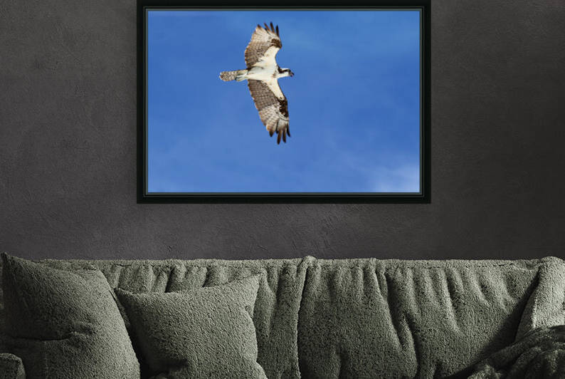 osprey in flight 4429 by Dan Sheridan Photography