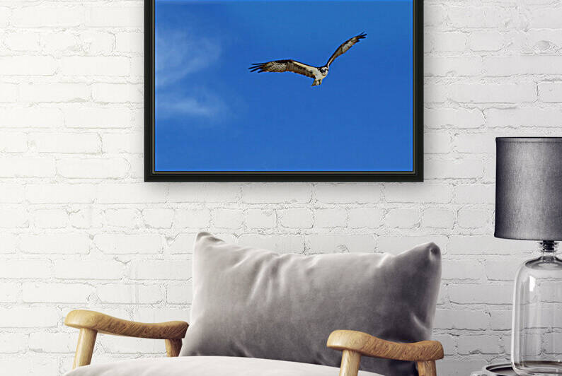 osprey in flight wings up 4419 by Dan Sheridan Photography