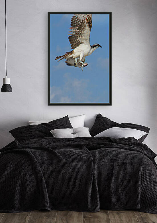 osprey with fish v 0541 by Dan Sheridan Photography