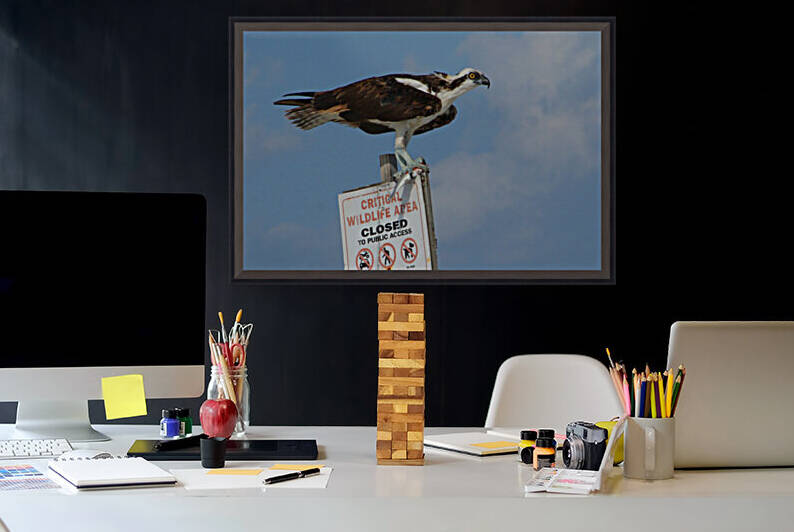 osprey with fish on sign NICE 0533 by Dan Sheridan Photography