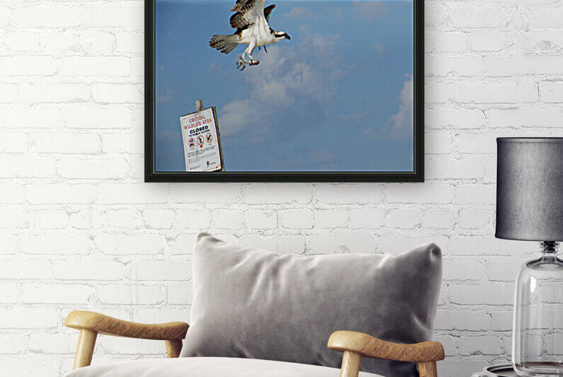 osprey with fish in flight over critical wildlife sign 0539 by Dan Sheridan Photography