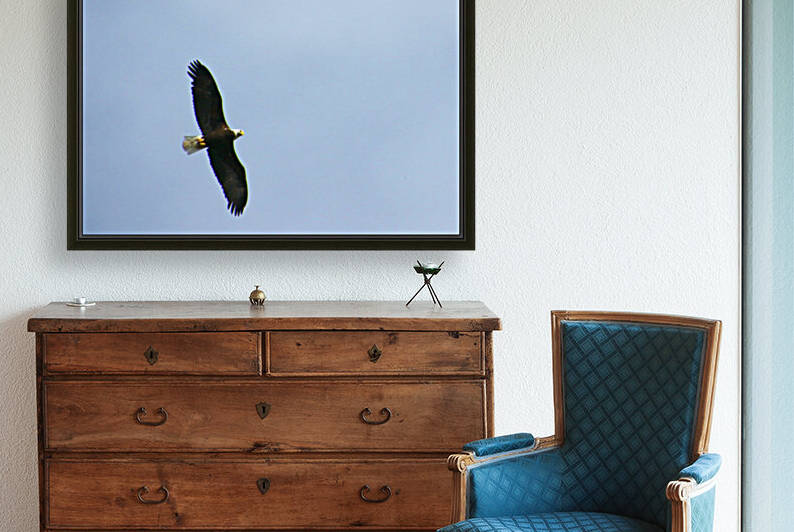 eagle directly overhead 0815 by Dan Sheridan Photography