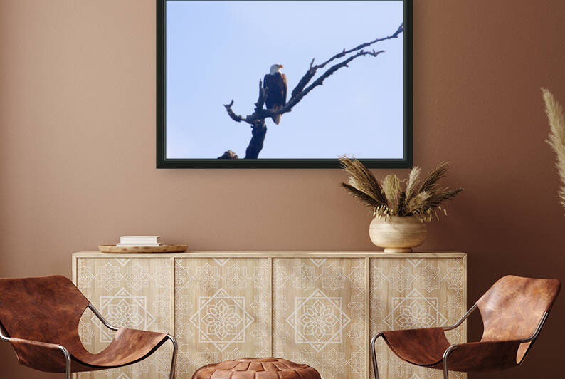 eagle looking left 0615 by Dan Sheridan Photography