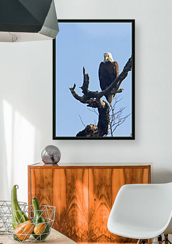 eagle in tree looking down angled v 0598 by Dan Sheridan Photography