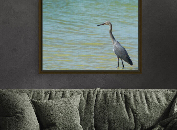 cape romano great blue heron in water 9308 by Dan Sheridan Photography
