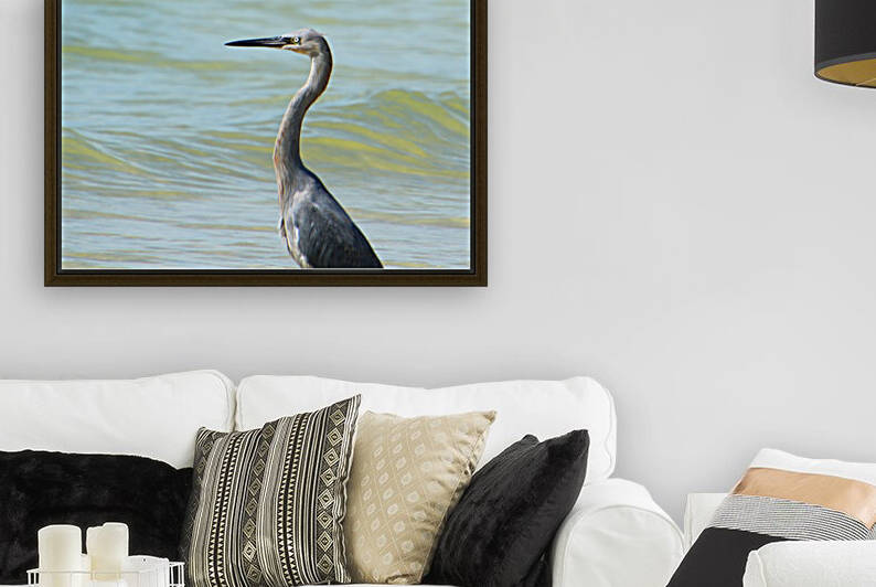great blue heron crop yellow eye 9306 by Dan Sheridan Photography
