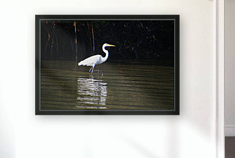 great white heron 8in water 774 by Dan Sheridan Photography