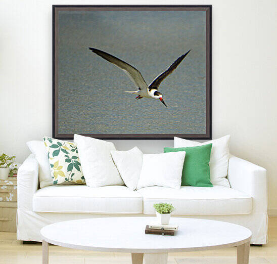 black skimmer wings up 3674 by Dan Sheridan Photography