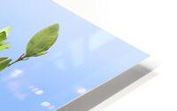 osprey head angled up 4330 HD Metal print