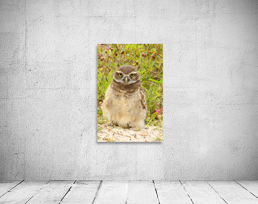 burrowing owl fluff 0187 Wall Preview
