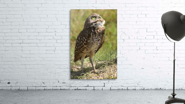 burrowing owl looking up1549 Wall Preview