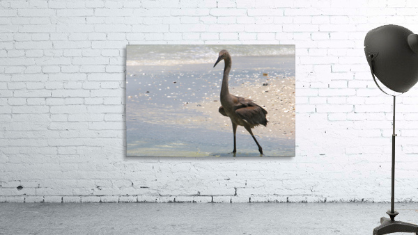 red egret angled 9287 Wall Preview