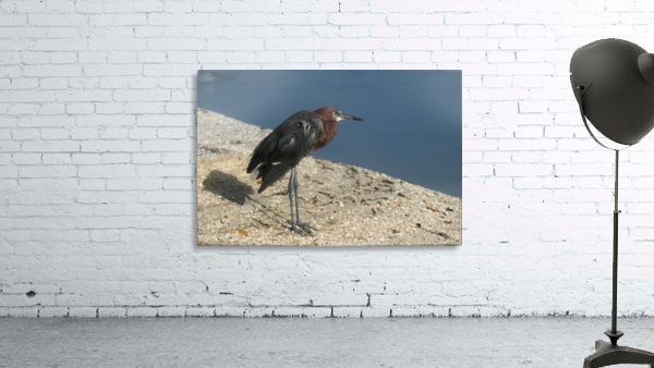 reddish egret 8440 Wall Preview