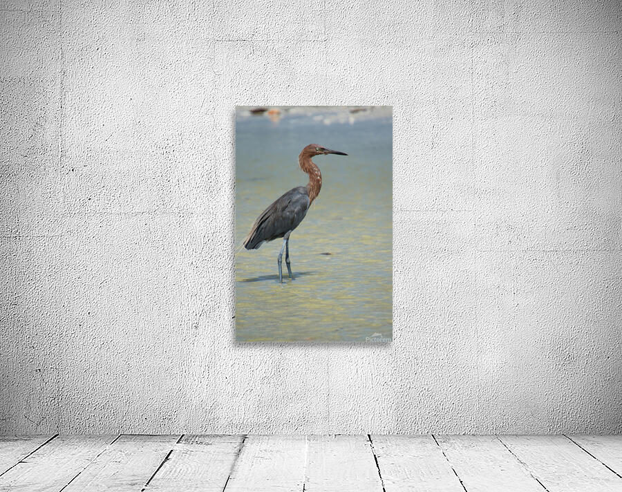 reddish egret profile right 3213 Wall Preview