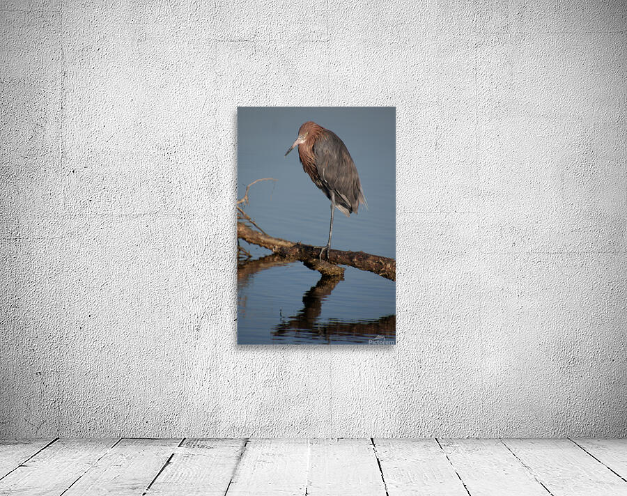 reddish egret compact 5223 Wall Preview