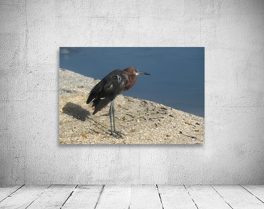 reddish egret lr 8440 Wall Preview