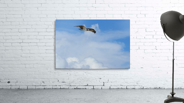 osprey above clouds 4500 Wall Preview