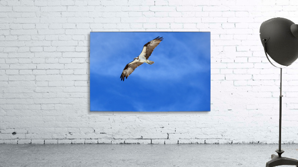osprey flying 4422 Wall Preview
